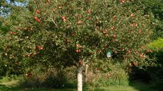 apple tree with fruit