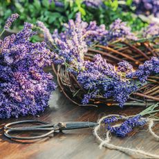 Homemade lavender wreath using freshly harvested lavender