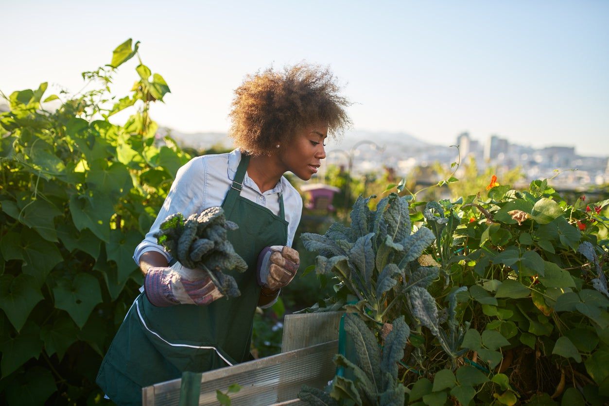 harvesting greens