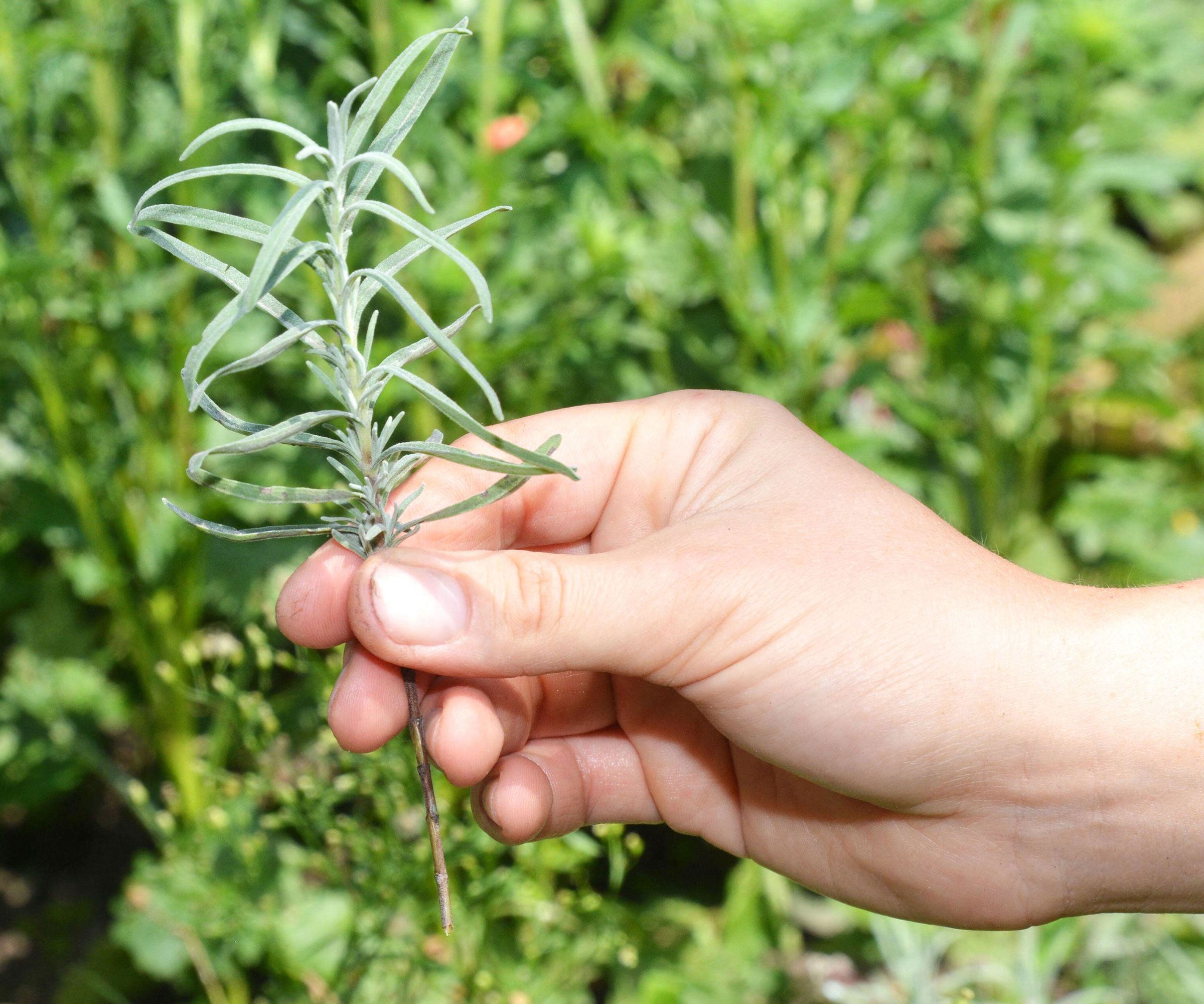 hand holding lavender cutting against garden shrubs