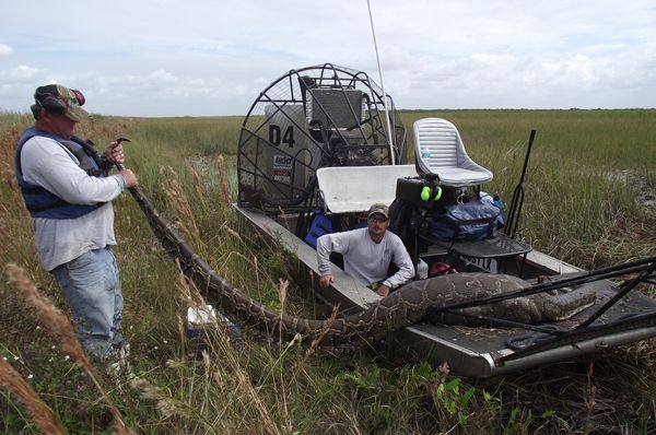 Giant Rogue Python Swallows Deer Whole | Live Science