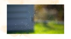 picture of green flies in garden