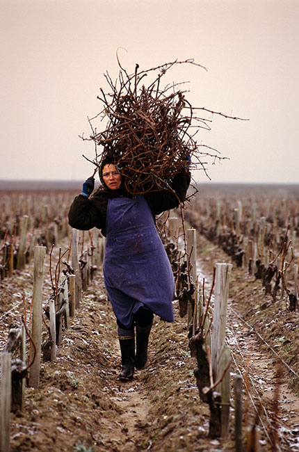 Mick Rock, Collecting Cabernet Sauvignon