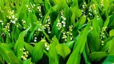 The white flowers and green foliage of the lily of the valley growing as ground cover