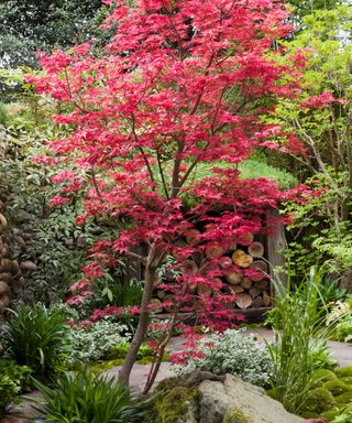 red acer tree in garden