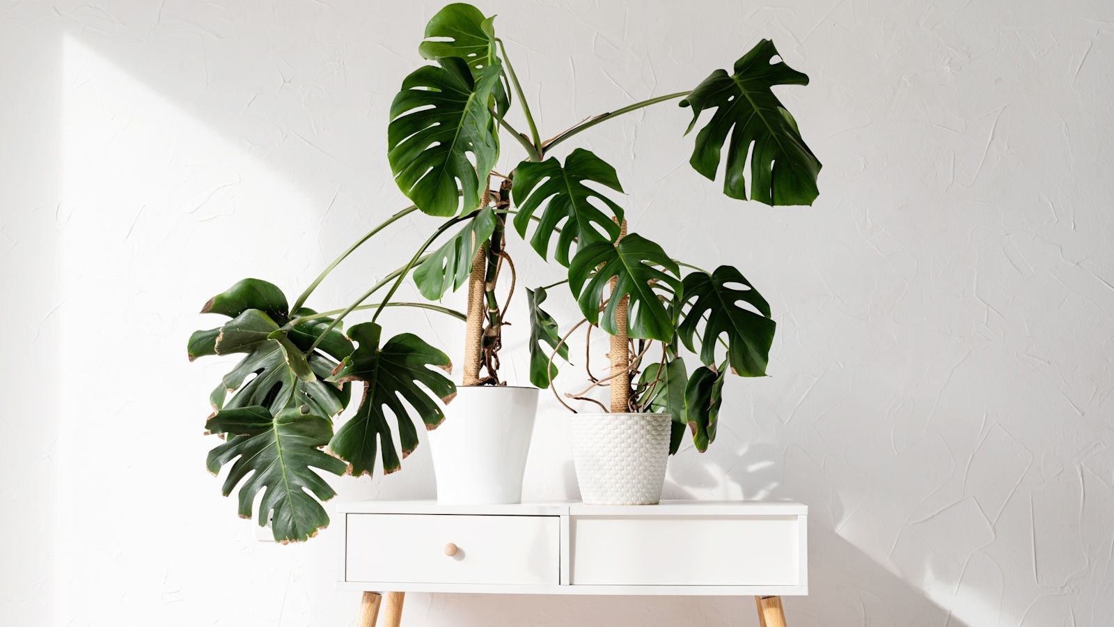 How to train an overgrown monstera: 5 easy steps | Homes and Gardens