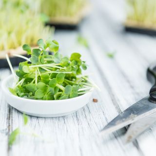 Bowl of cut watercress on table by scissors