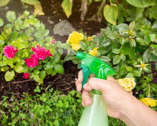 spray bottle with roses