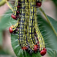 azalea moth caterpillars eating on leaves