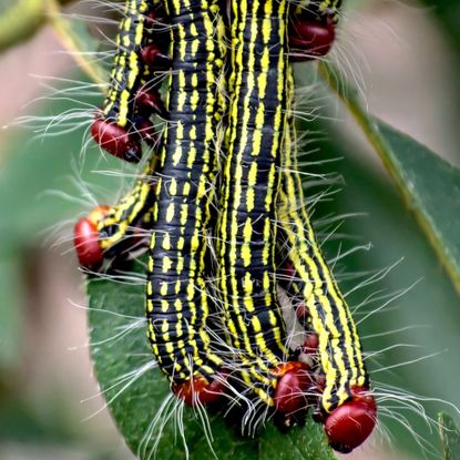 azalea moth caterpillars eating on leaves