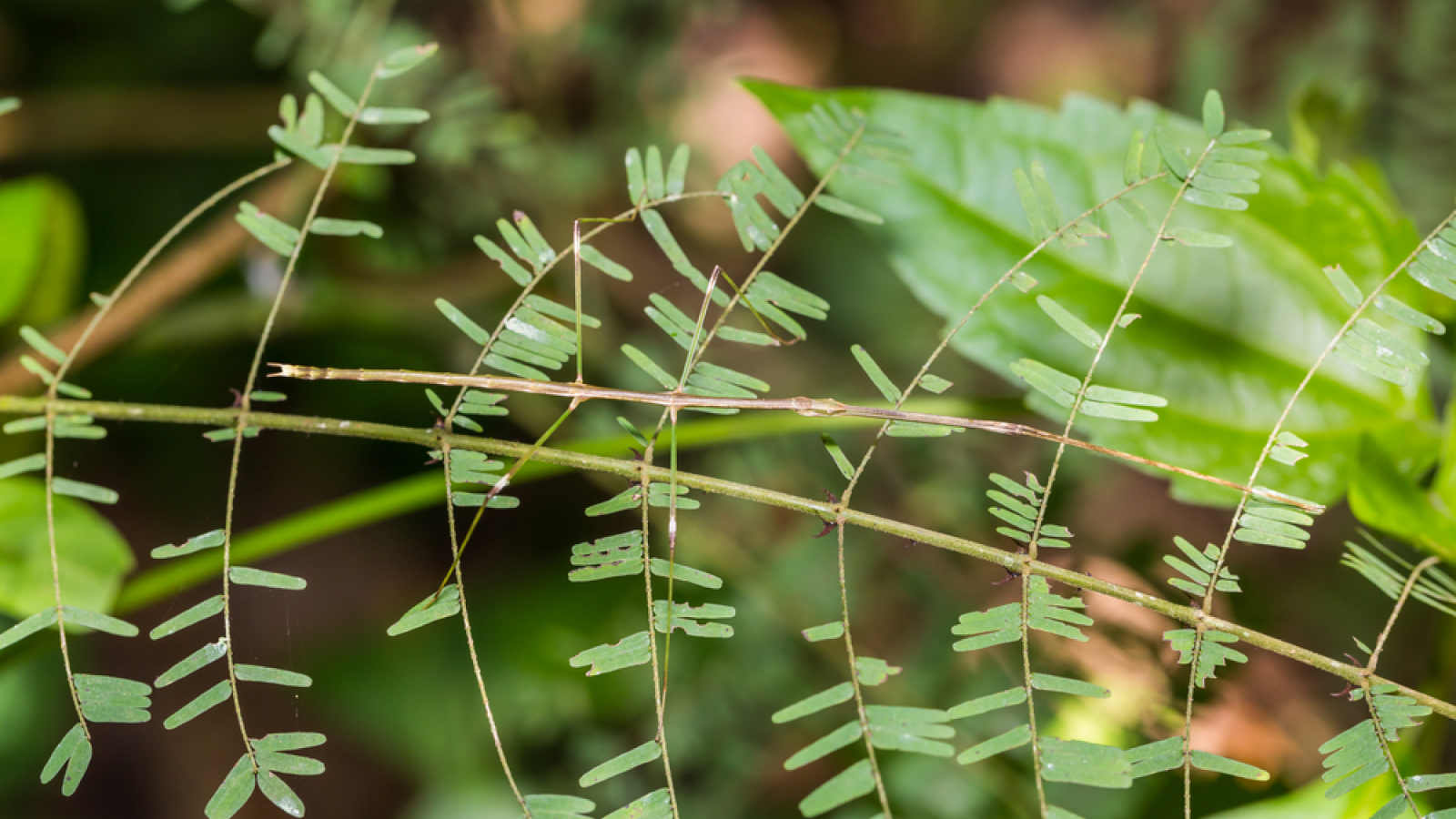 Close up photo of a stick insect on a plant.