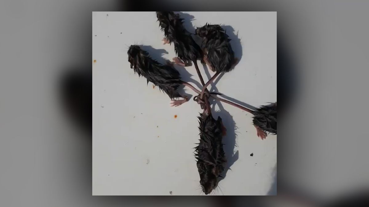 Soggy rodents tangle their tails in one big knot in horrifying 'rat king'  video