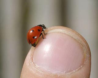 7-spot ladybird (Coccinella septempunctata), sits on a finger