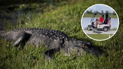 Main image of a Florida alligator - inset image of Florida golfers being attacked by scampering reptile
