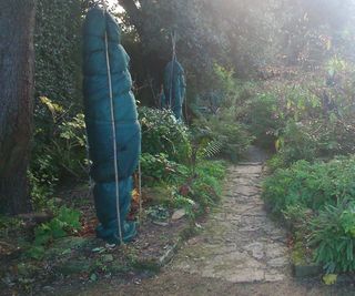 Protecting tree ferns for winter at Hidcote