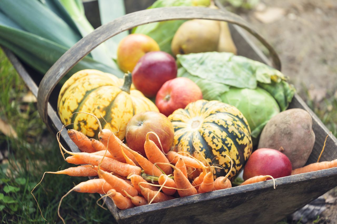 A basket of seasonal fruit and vegetables in season now including carrots squash and plums