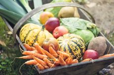 A basket of seasonal fruit and vegetables in season now including carrots squash and apples