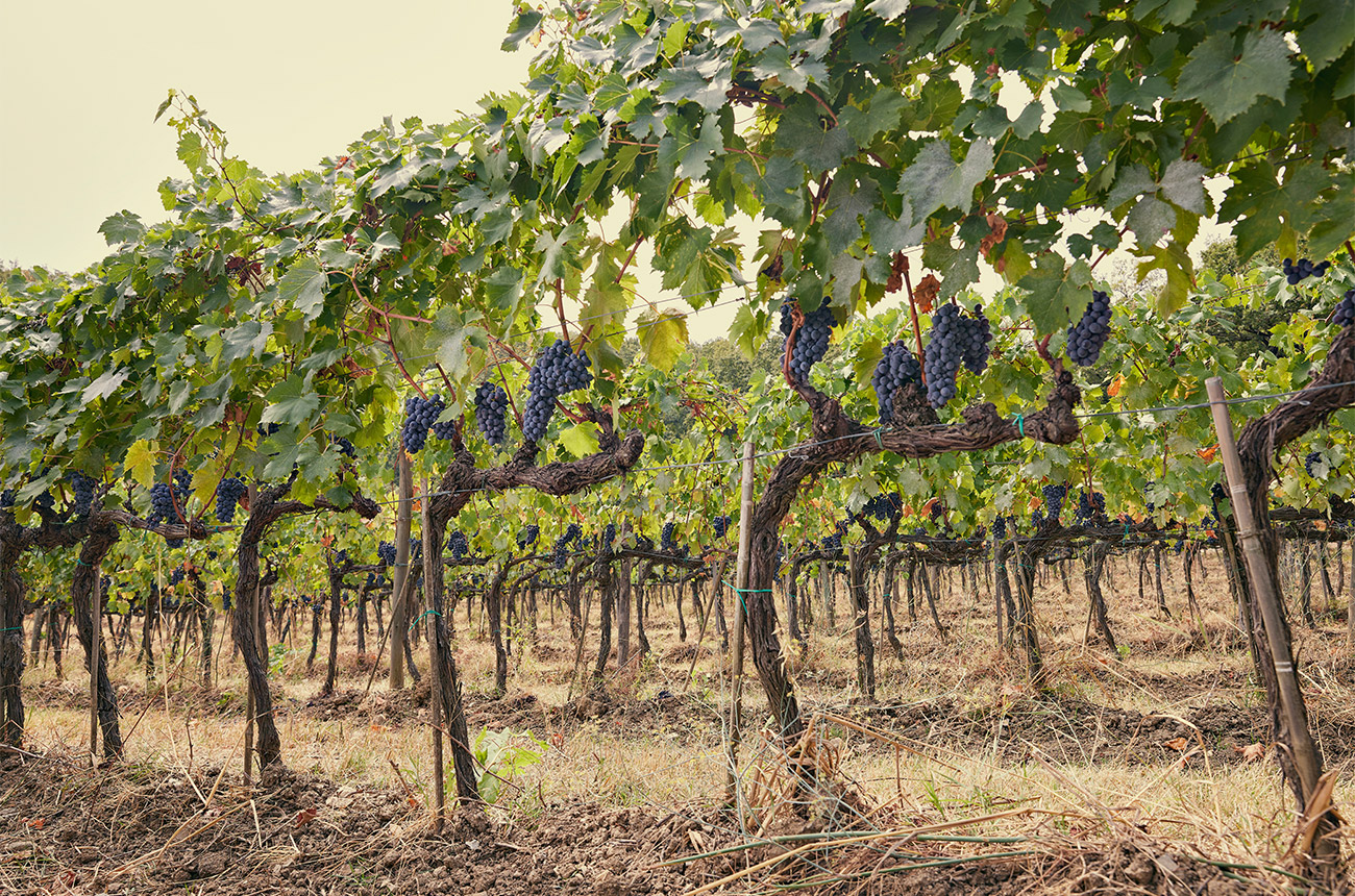 Vines at Isola delle Falcole winery in Chianti.