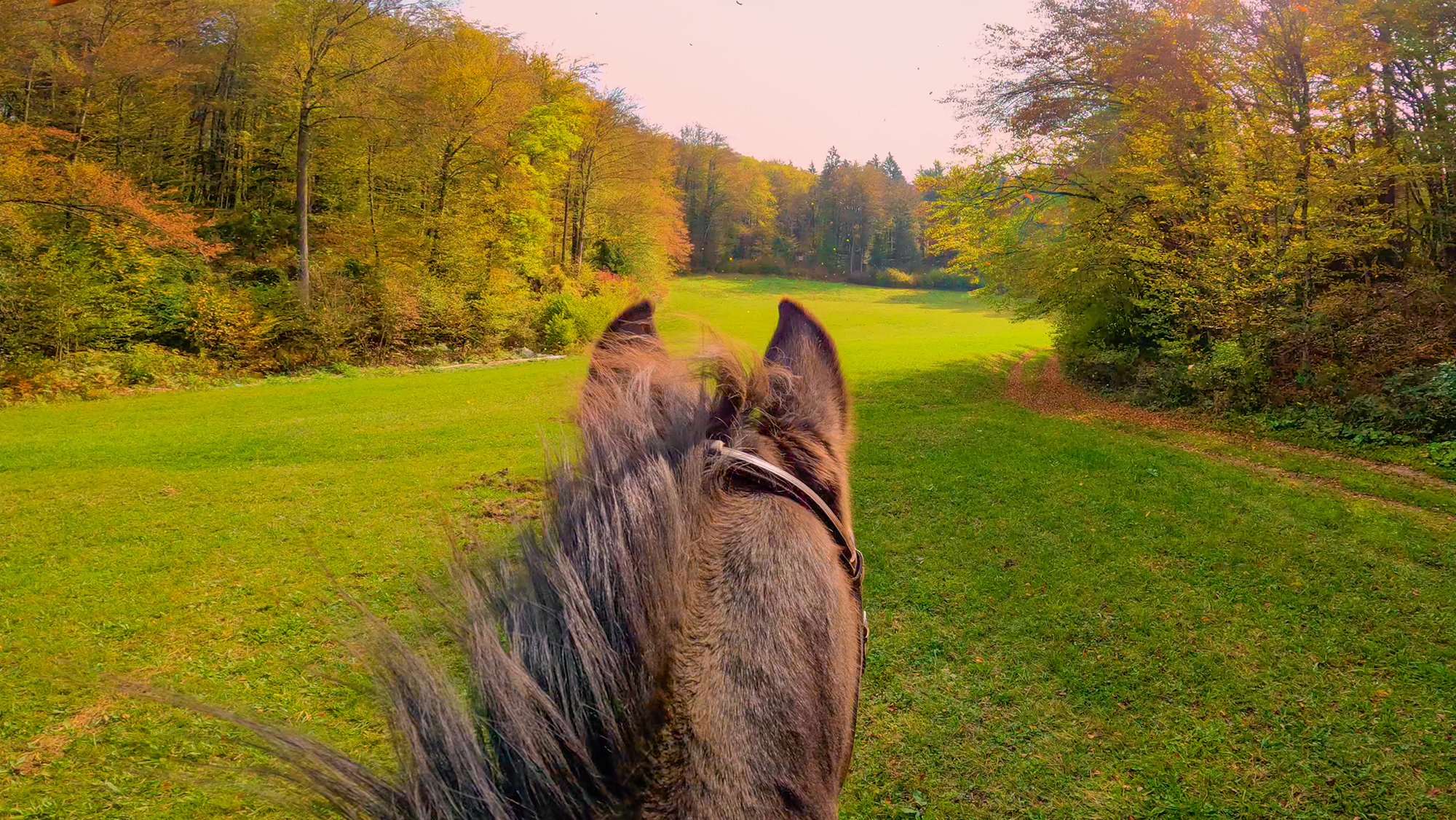 Looking through horse&rsquo;s ears while hacking, as if a point of view angle taken from a riding hat camera
