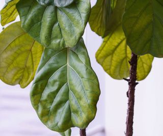 fiddle leaf fig with drooping leaves