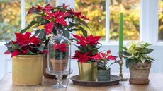 Poinsettias on a table