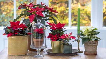 Poinsettias on a table