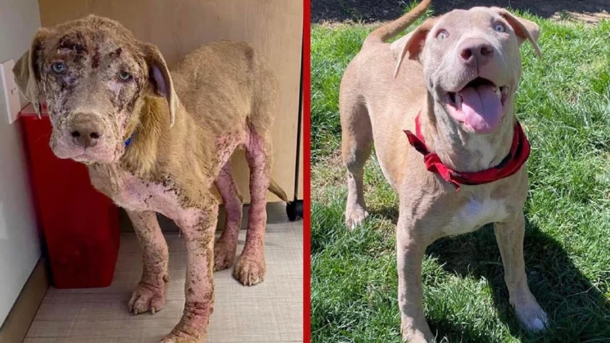 Neglected dog Hank in his before and after photo