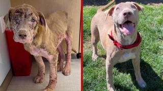 Neglected dog Hank in his before and after photo