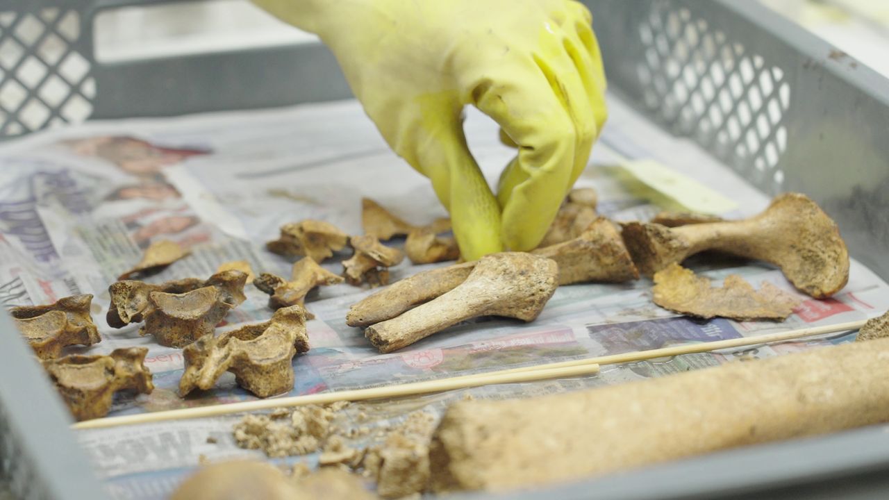 a close-up of a researcher working with bone fragments in the lab