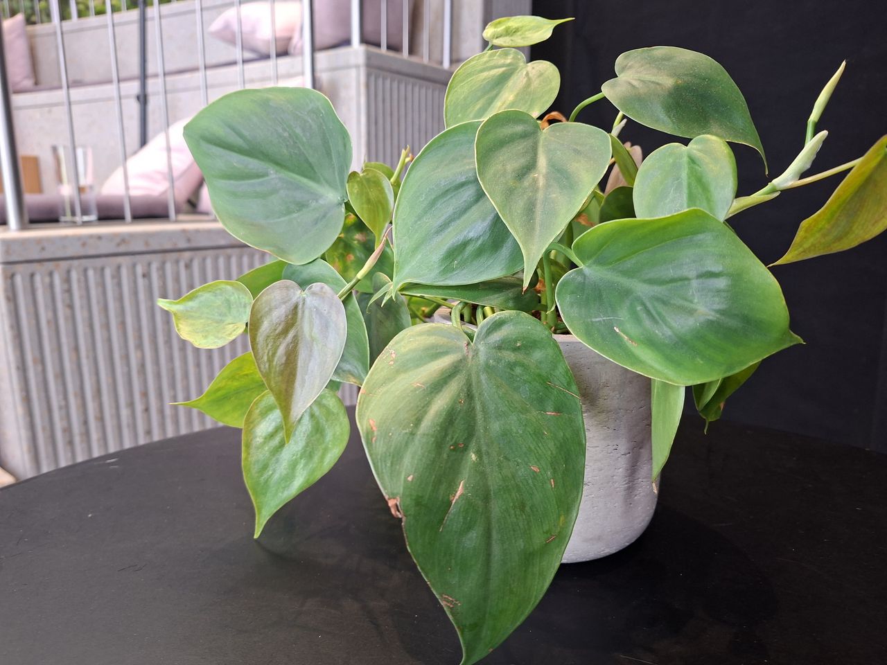 samsung galaxy a57 test shots