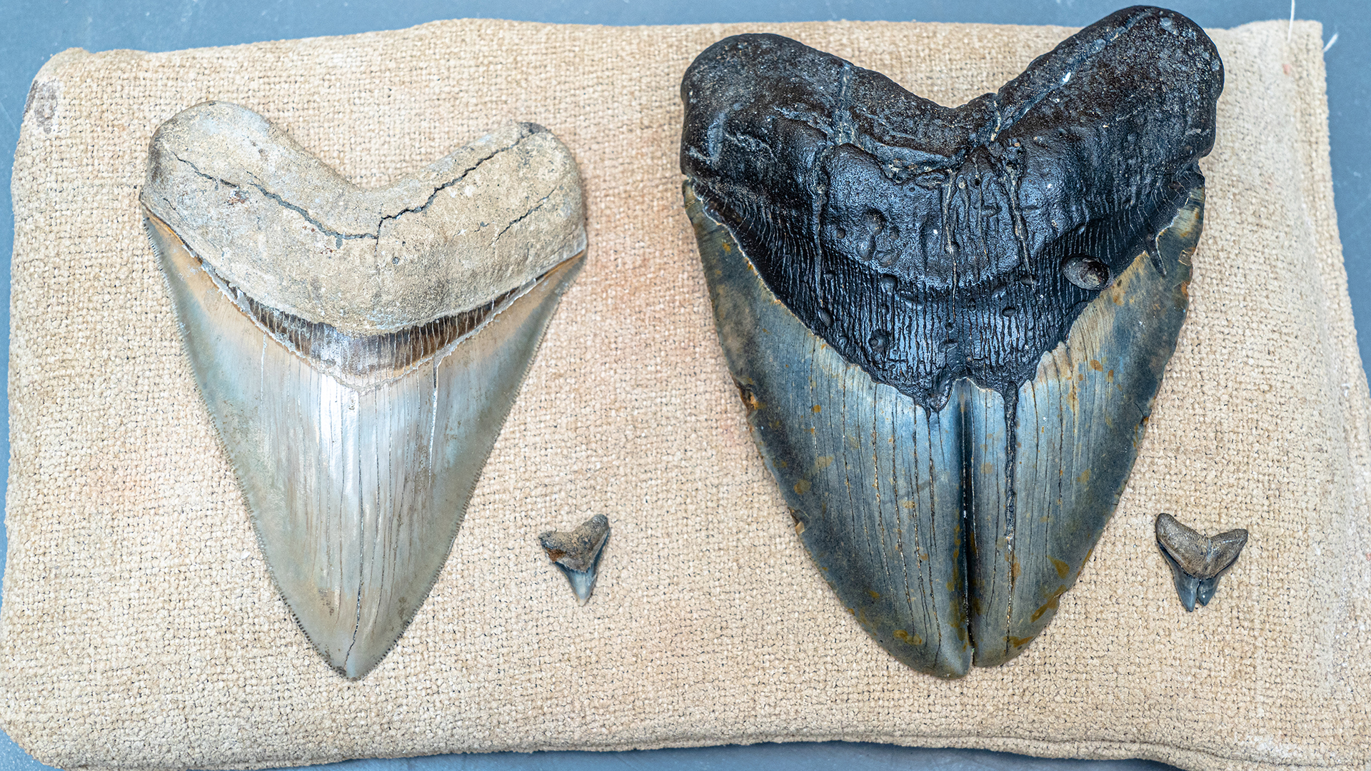Normal teeth alongside deformed teeth from two shark species: extinct Otodus megalodon and Carcharhinus leucas, which still exists today.