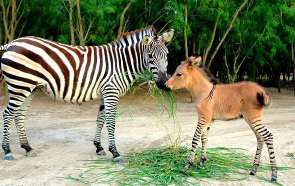 Meet the zonkey, an adorable donkey-zebra hybrid