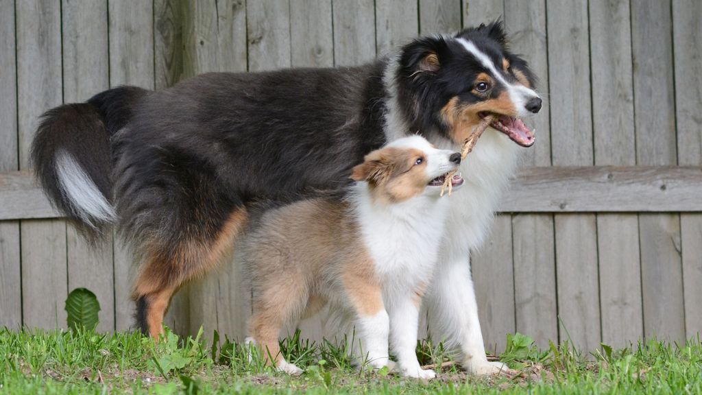 How To Convert Dog Years To Human Years PetsRadar