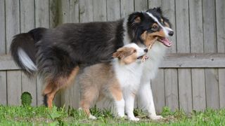 Horizontal photo of a small puppy and an older dog playing happily together outside with a stick. Dogs are Shetland Sheepdogs (shelties). Fenced in yard.