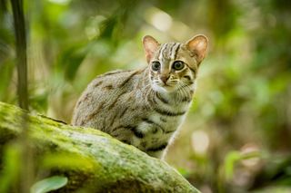 Rusty spotted cat, super cats nature pbs