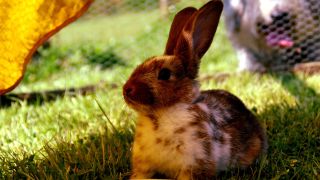 How to care for rescue rabbits
