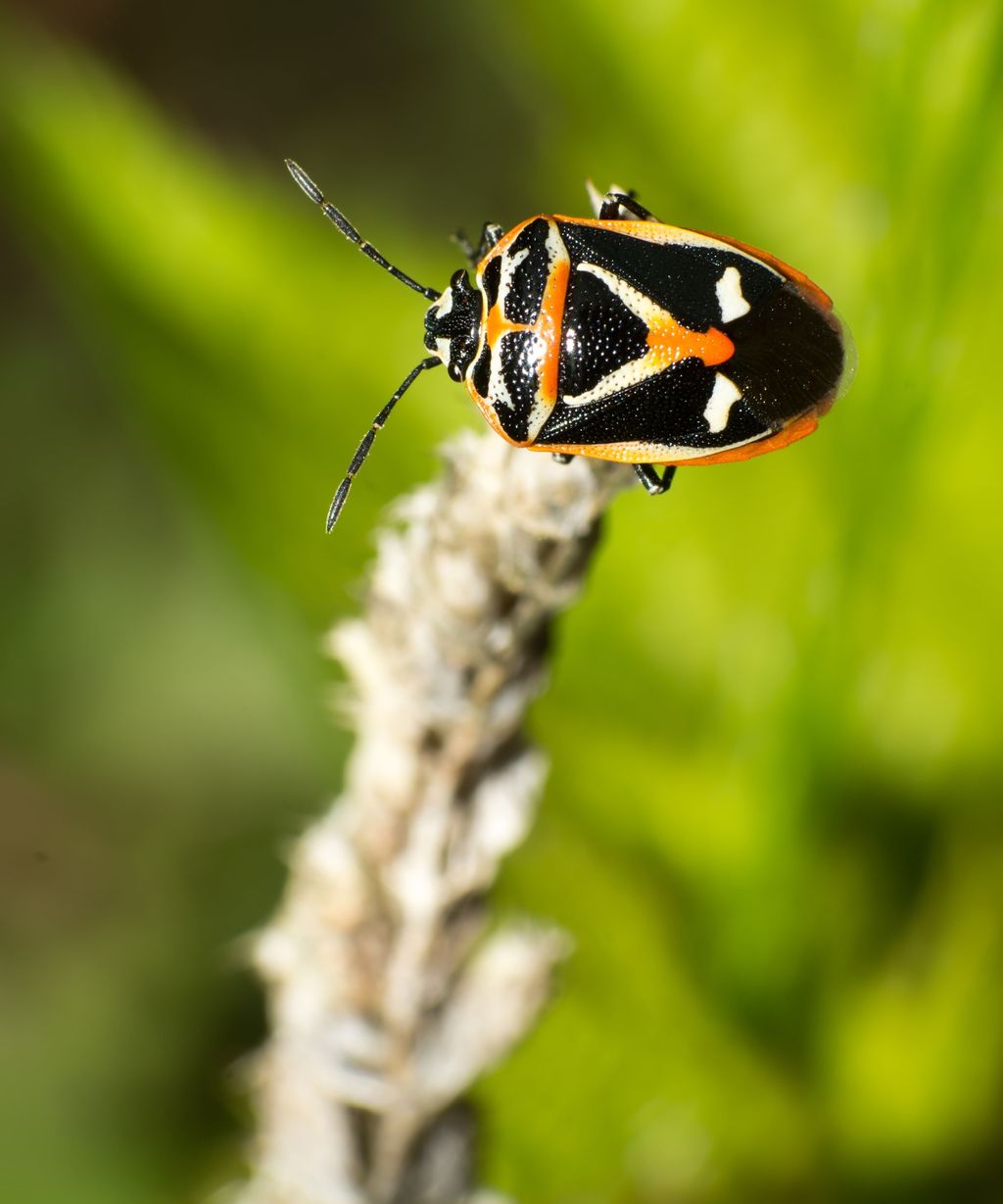 how-to-get-rid-of-stink-bugs-in-the-home-or-garden-be-legendary-podcast