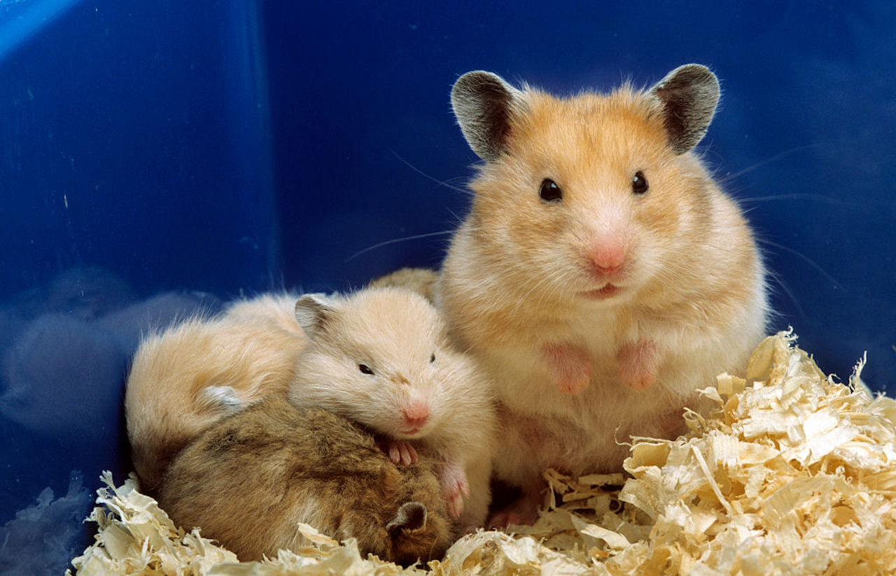 Hamster with offspring