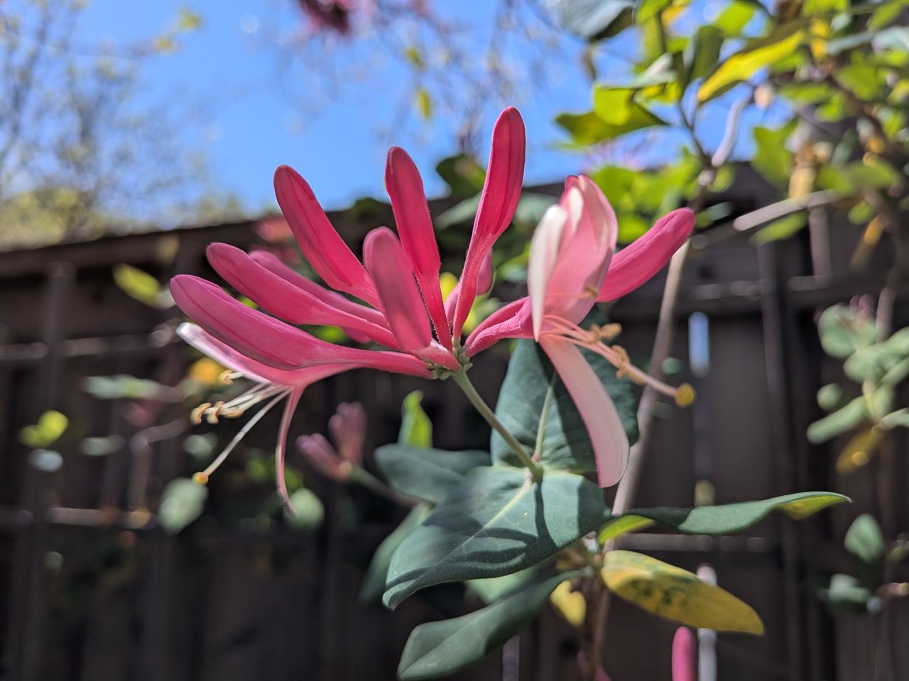 A Google Pixel 9a camera sample showing a close-up of a pink flower using Macro Focus.