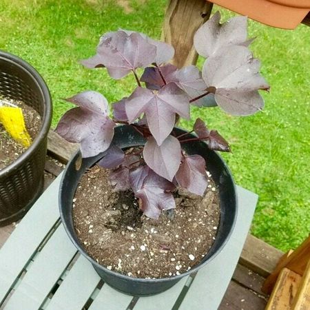 Potted Black Cotton Plant