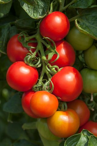 Tomato blight resistant tomato variety cocktail crush