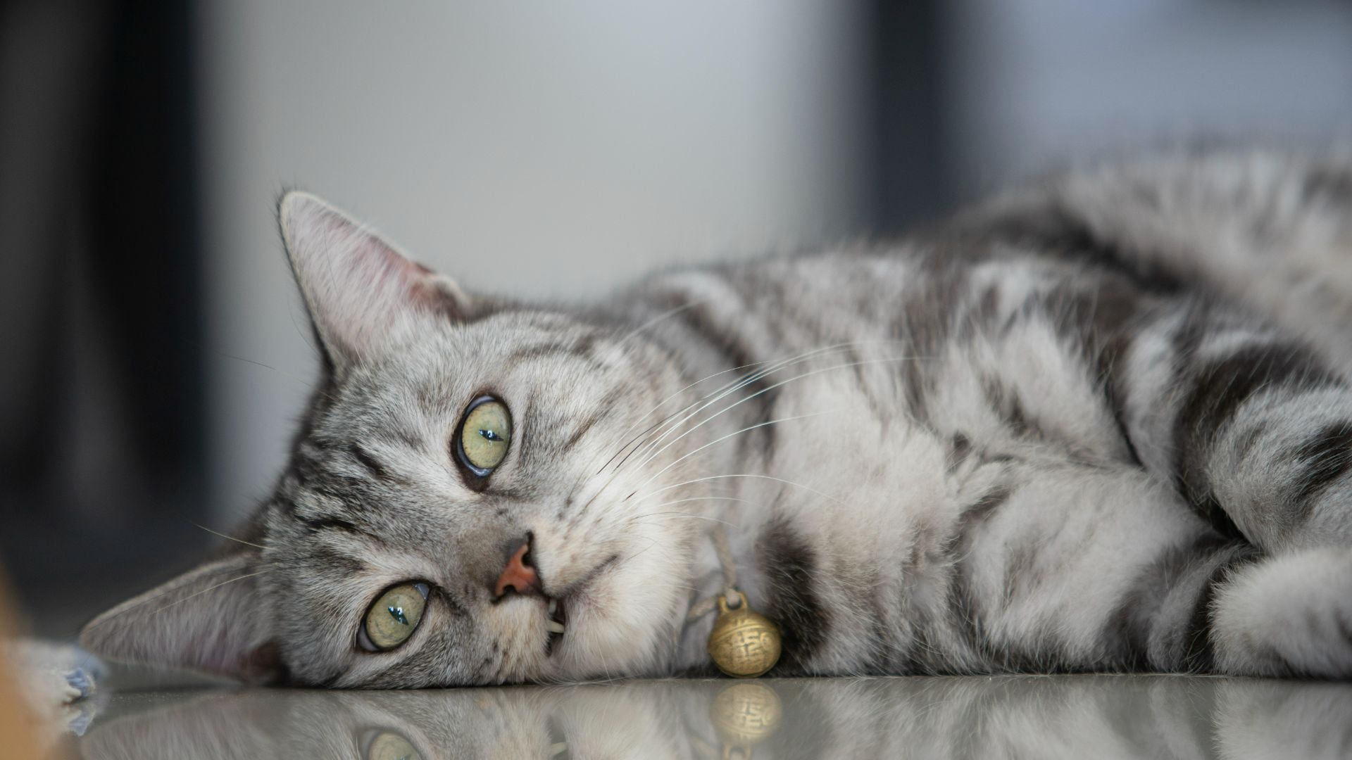 American shorthair lying down