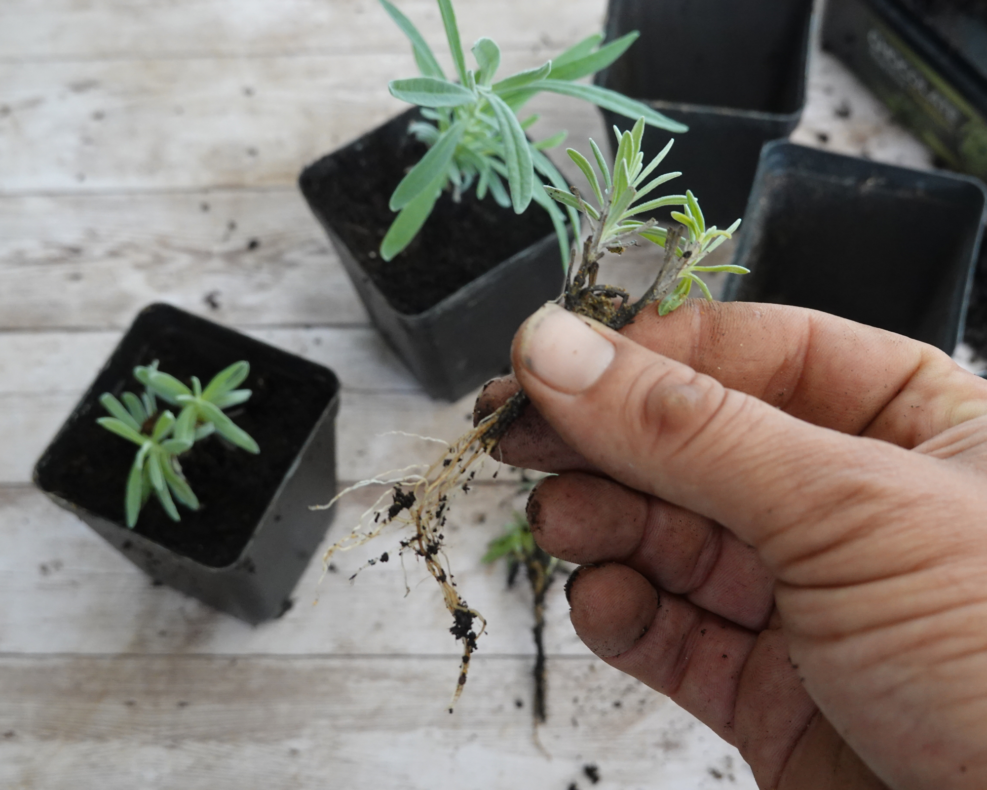 man's hand holding young branch of lavender with root ready to plant in a pot