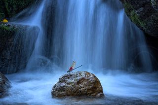 The first CUPOTY category winner from China is Yong Miao, with a beautiful picture of a damselfly in front of a waterfall in Tianmushan Nature Reserve.