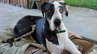 Great Dane lying on dog bed outside