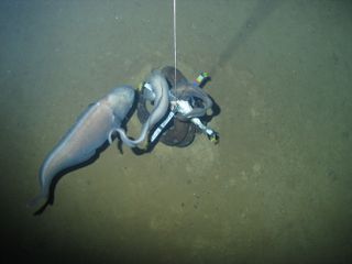 Large cusk eels in the New Hebrides trench.