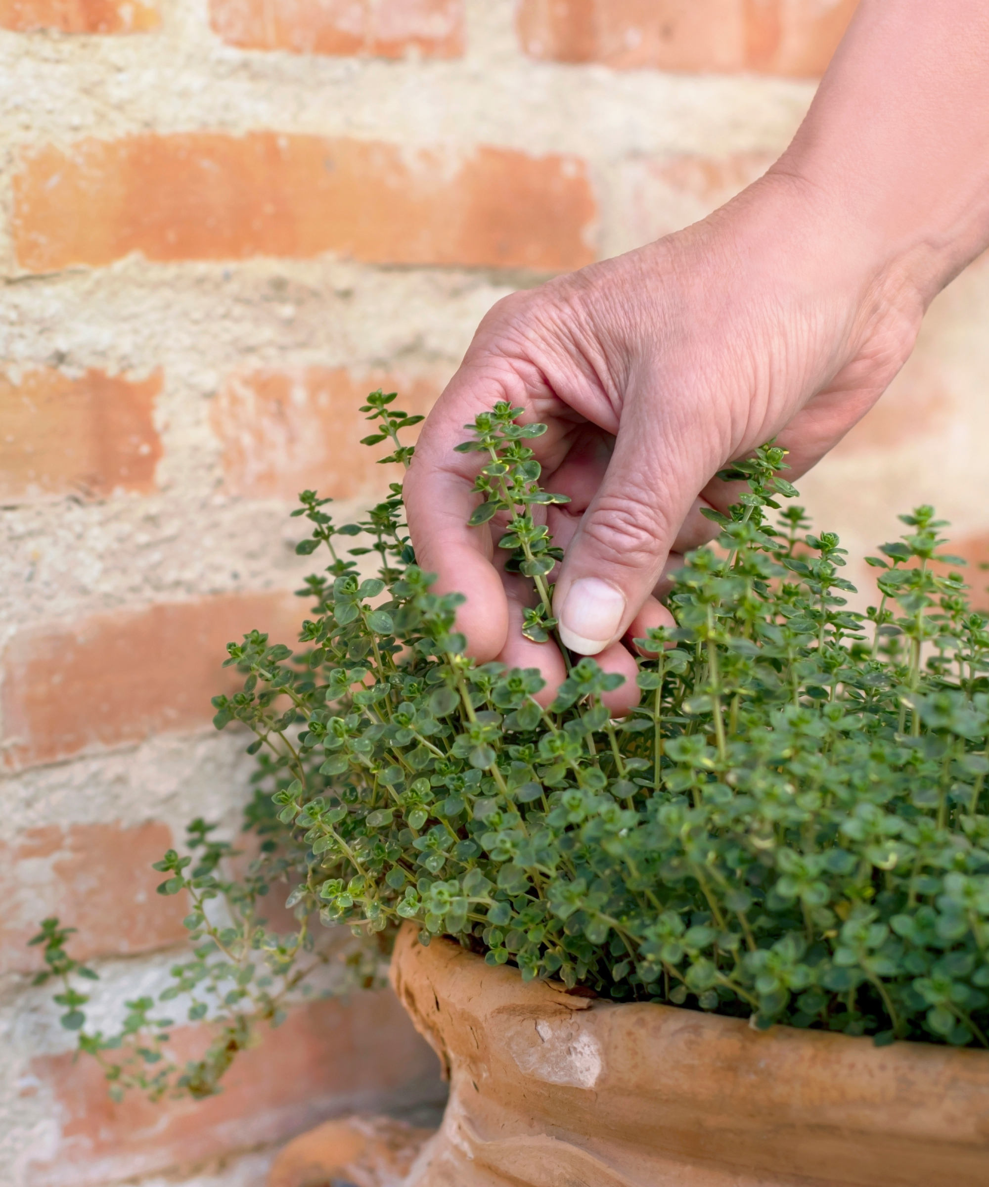 Mature woman cutting a sprig of thyme from a terracotta pot