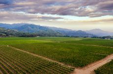 Markham Vineyards Yountville Ranch Vineyard