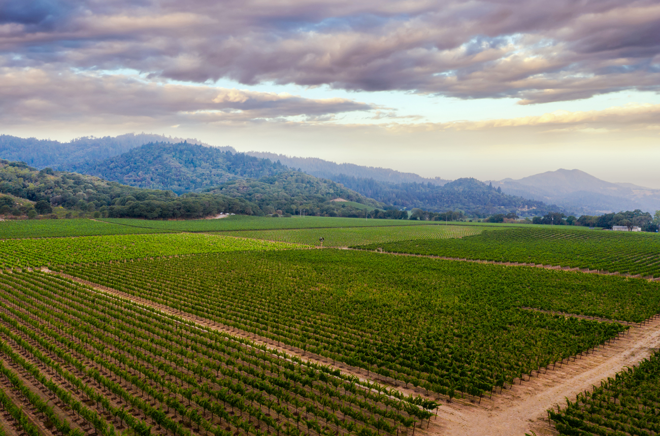 Markham Vineyards Yountville Ranch Vineyard