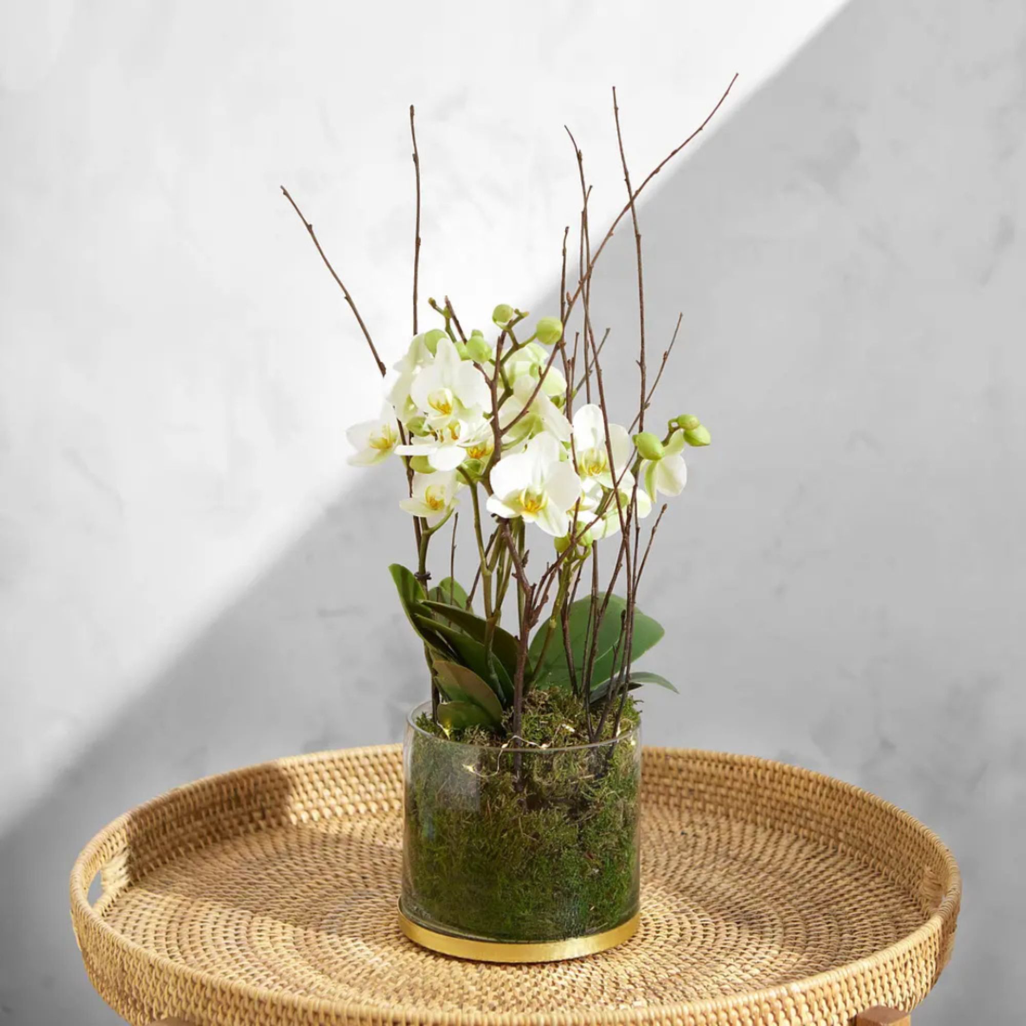 Snowy orchid plant on table Bloom &amp;amp; Wild